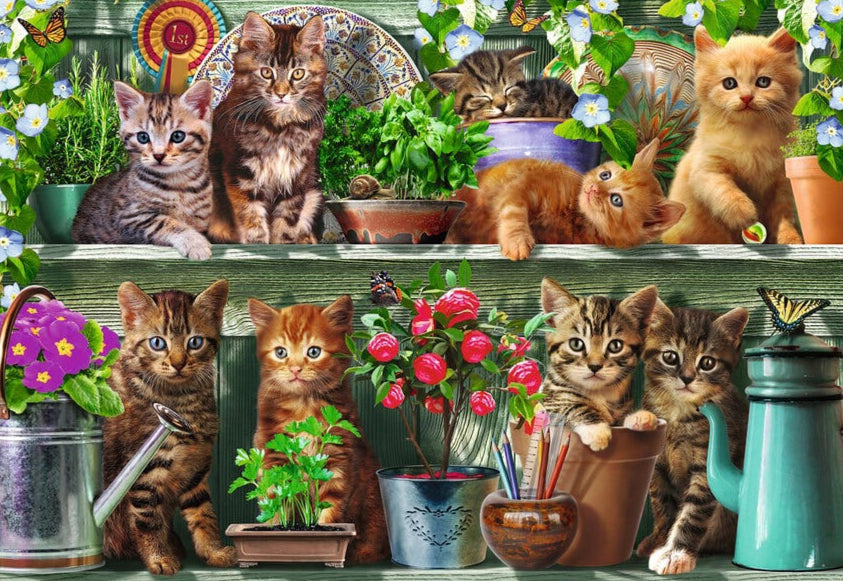 Cats on the Shelf