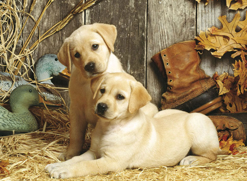Hunting Dogs