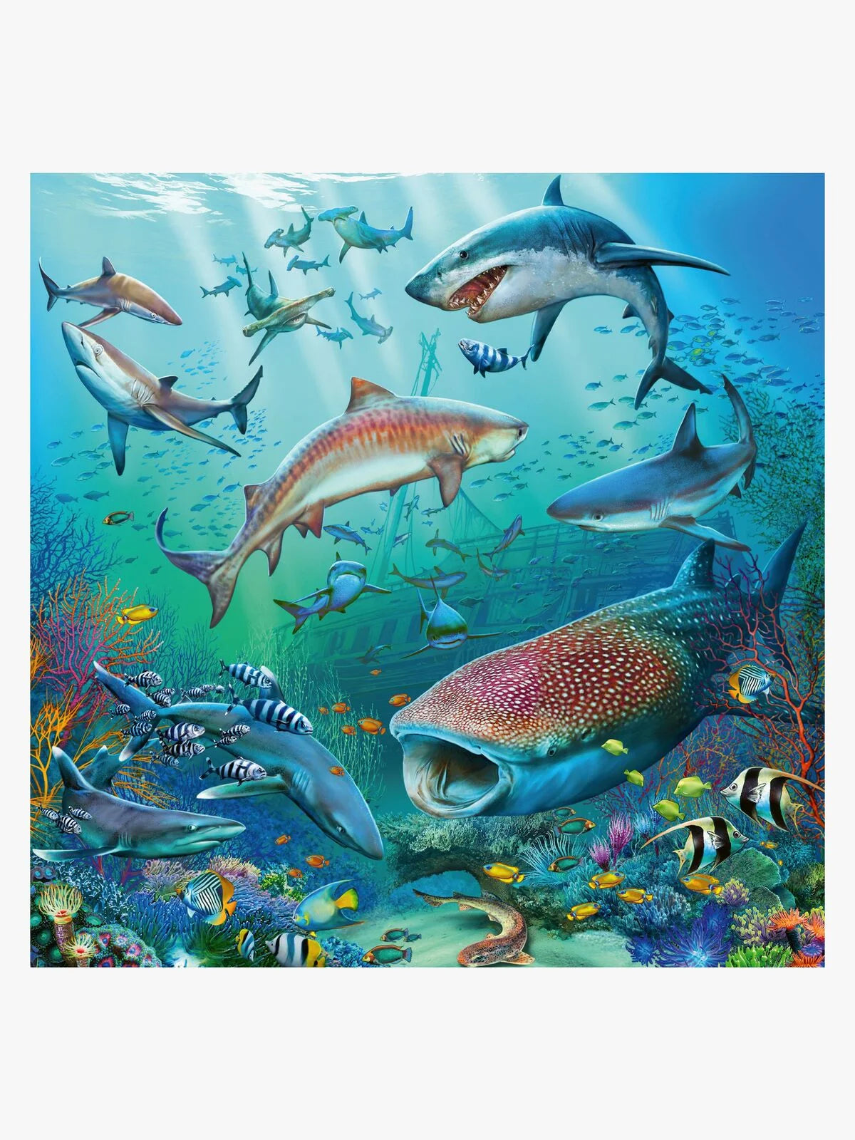 Ocean Life (3 Puzzles)